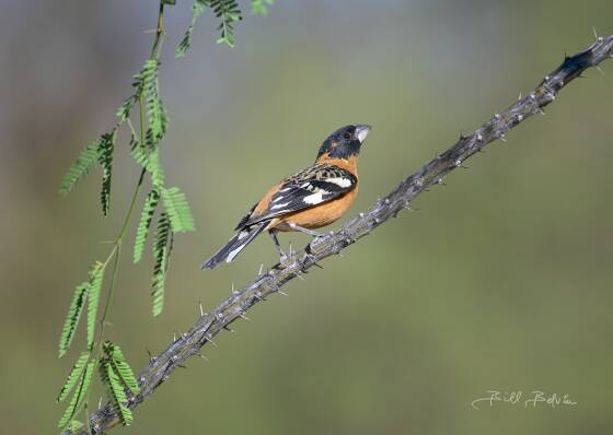 Black-headed Grosbeak on Branch Black-headed Grosbeak on thorned branch, seen at Elephant Head, Arizona.