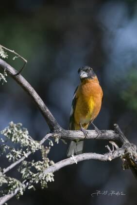 Black-headed Grosbeak perched Black-headed Grosbeak perched on branch, seen at Elephant Head, Arizona.