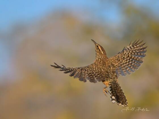 Cactus Wren in-flight Cactus Wren in-flight seen at Elephant Head, Arizona.