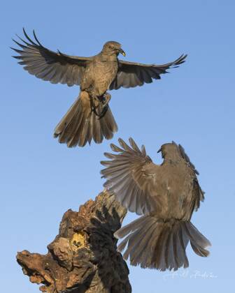 Curve-billed Thrasher Face-off Angry Curve-billed Thrashers seen at Elephant Head, Arizona.