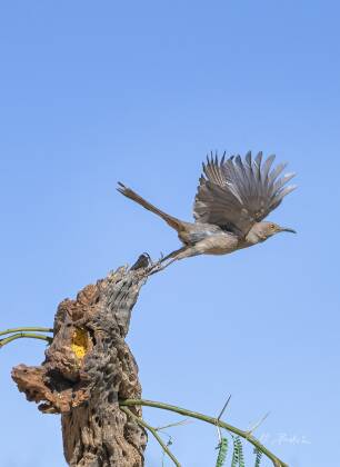 Curve-billed Thrasher Taking-off Curve-billed Thrasher taking off, seen at Elephant Head, Arizona.