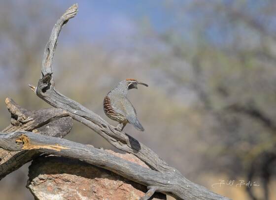 Gambel Quail Gambel's Quail seen at Elephant Head, Arizona.
