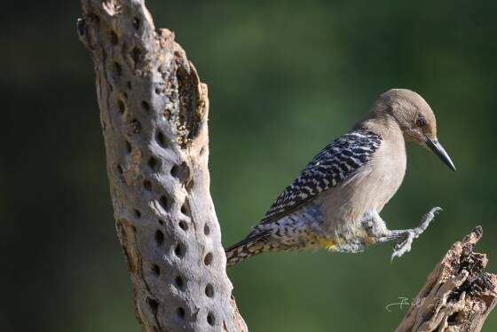 Gila Woodpecker Hopping Focused Gila Woodpecker hopping onto a cactus, seen at Elephant Head, Arizona.