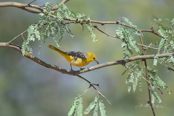 Hooded Oriole on Mesquite Hooded Oriole seen at Elephant Head, Arizona.