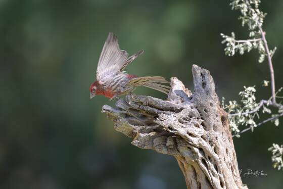 House Finch House Finch taking off, seen at Elephant Head, Arizona.