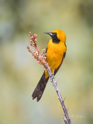 Male Hooded Oriole Perched Male Hooded Oriole seen at Elephant Head, Arizona.