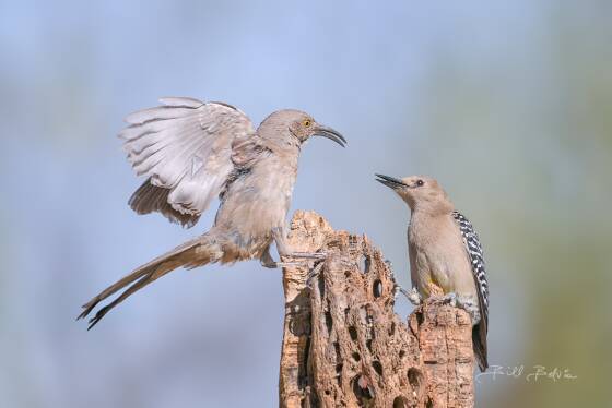Thrasher and Woodpecker Face-off Curve-billed Thrasher and Gila Woodpecker seen at Elephant Head, Arizona.
