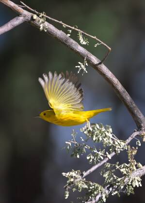 Yellow-warbler Yellow warbler taking-off, seen at Elephant Head, Arizona.