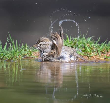Cassins Sparrow Bathing Cassin's Sparrow bathing in pond, seen at Elephant Head, Arizona.