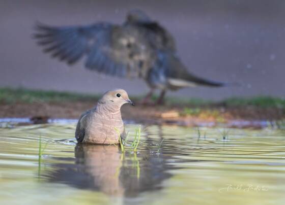 Mourning Dove Bathing Mourning Dove bathing in a pond, seen at Elephant Head, Arizona.