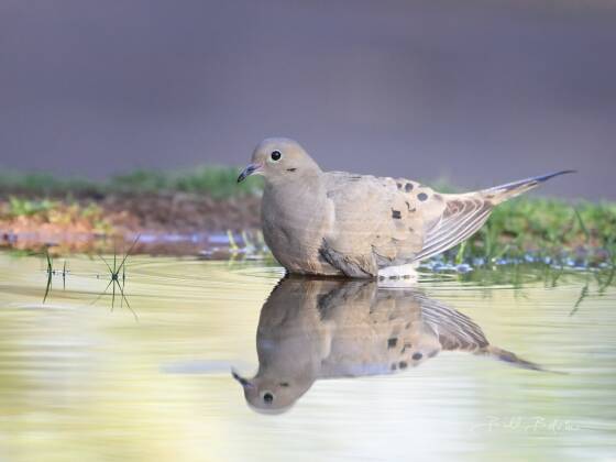 Mourning Dove Reflected 2 Mourning Dove reflected in pond, seen at Elephant Head, Arizona.