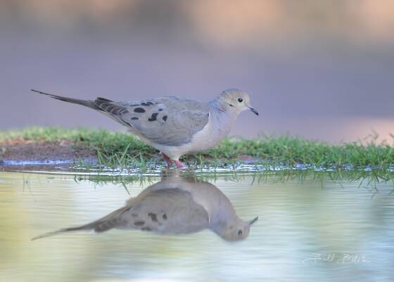 Mourning Dove Reflected Mourning Dove reflected in pond seen at Elephant Head, Arizona.