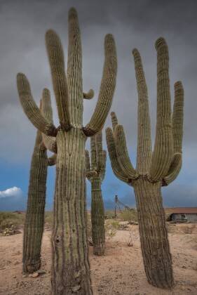 Saquaro and Head Frame Four Saquaros and a head-frame seen at Vulture City ghost town, Arizona.