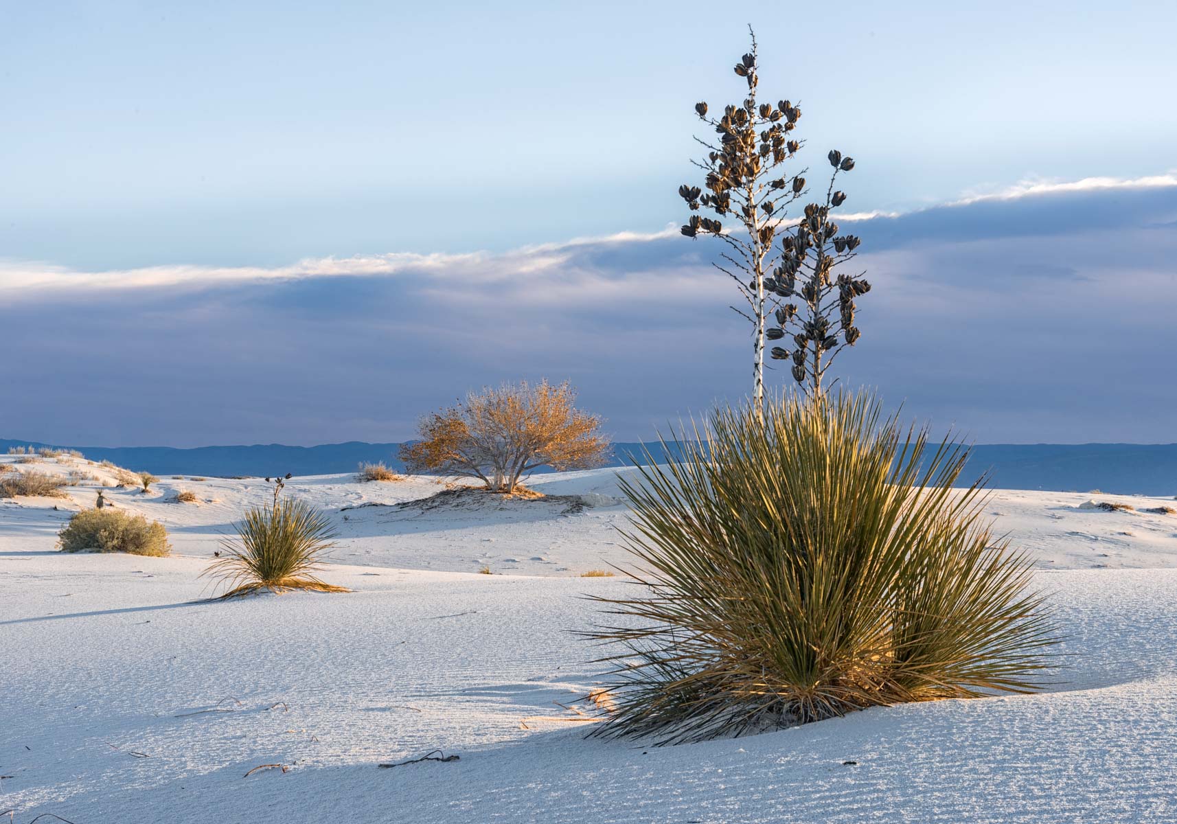 Yucca framing a Cottonwood Tree in White Sands NP