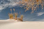 Cottonwood Tree framing a Yucca in White Sands NP