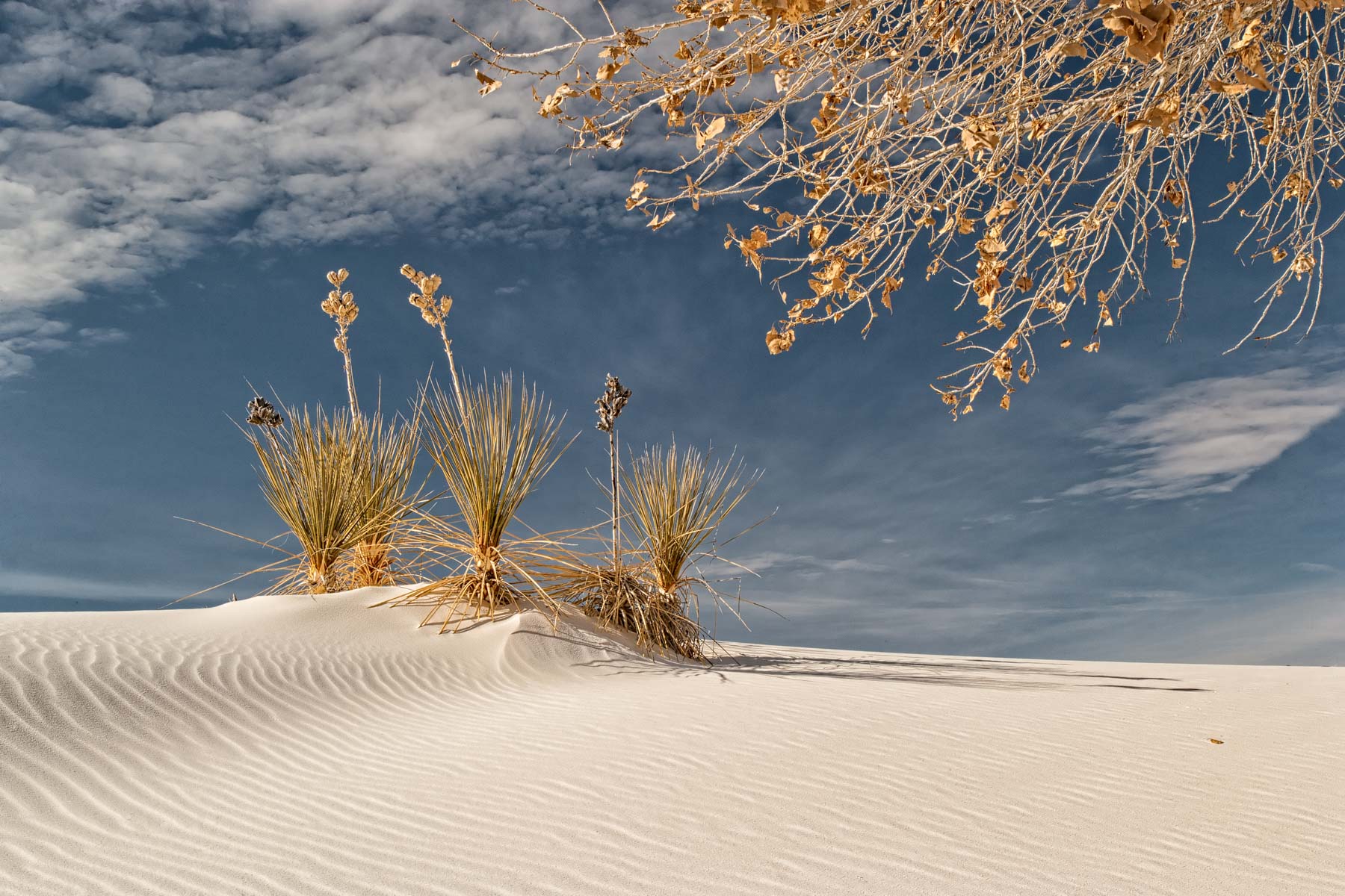 Cottonwood Tree framing a Yucca in White Sands NP