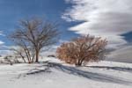 Cottonwood Trees in February in White Sands NP