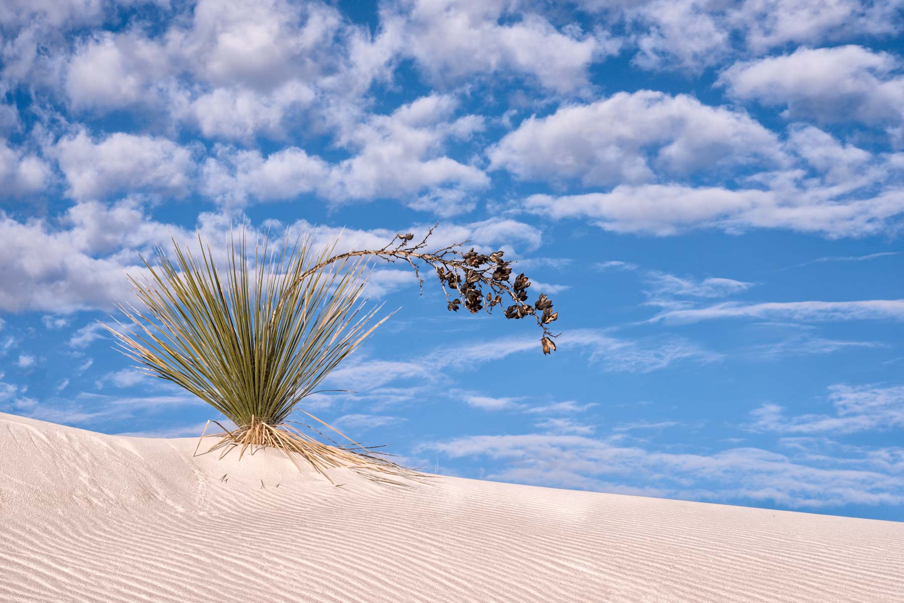 Top Heavy Yucca in White Sands National Park