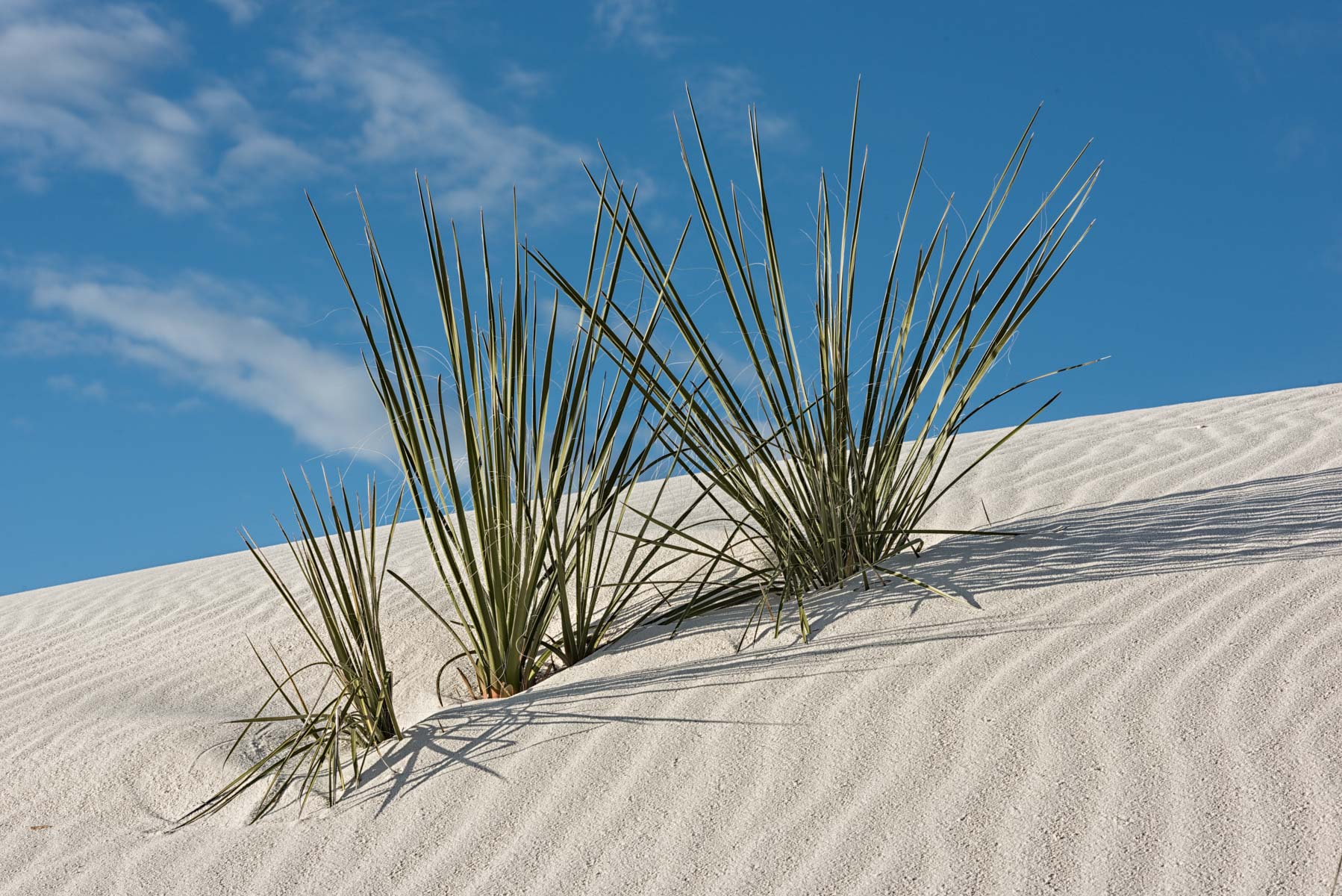 Grasses on Sand Dune in White Sands NP