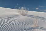 Gypsum Caked Grass and Animal Tracks in White Sands NP