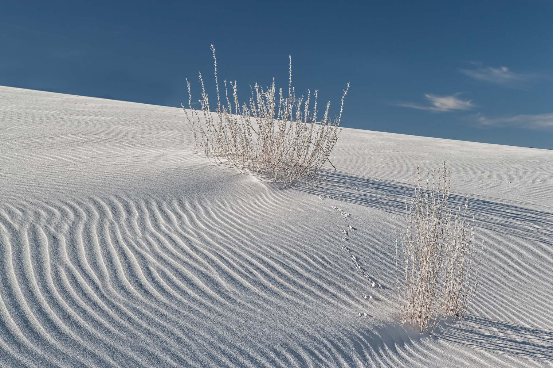 Gypsum Caked Grass and Animal Tracks in White Sands NP