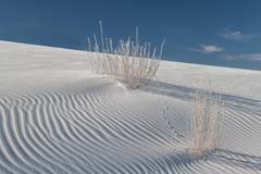 Gypsum Covered Grass and Animal Tracks in White Sands NP
