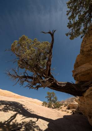 Horizontal Tree at Yellow Rock Pinyon Pine at Yellow Rock in Grand Staircase Escalante National Monument, Utah